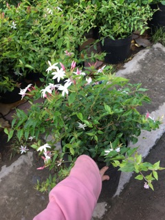 Cây nguyệt quế leo ( chậu nhỏ )