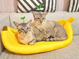 [Nhận order] NHÀ CHUỐI CHO BOSS