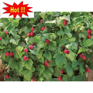 Hạt Giống Quả Mâm Xôi Đỏ Gói 20 hạt