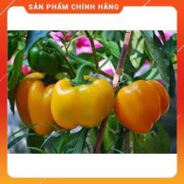 VNUA -  HẠT GIỐNG ỚT NGỌT NHIỀU MÀU GÓI 10 HẠT