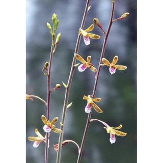 Lan rừng địa lan luân