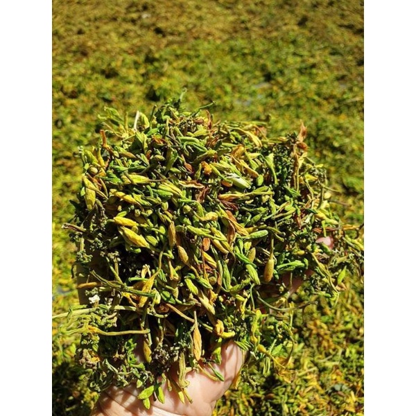 (Giá 100gr -500gr)Hoa đu đủ đực hàng nguyên nụ sấy lạnh xanh .đẹp