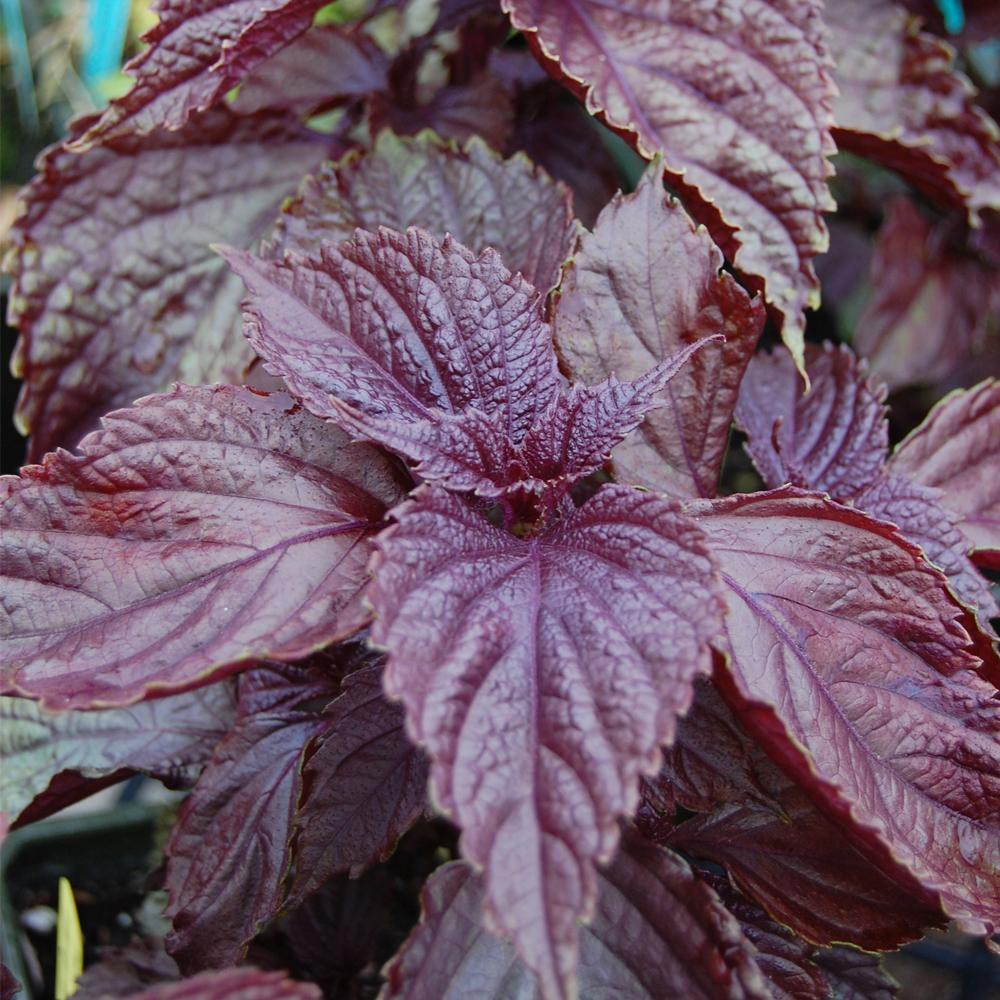 Chiết xuất lá tía tô  - Chiết xuất thiên nhiên