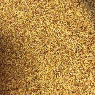 Hạt làm thạch trắng mác púp