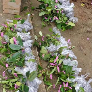 Combo 5 cây lan cẩm cù 5 loại
