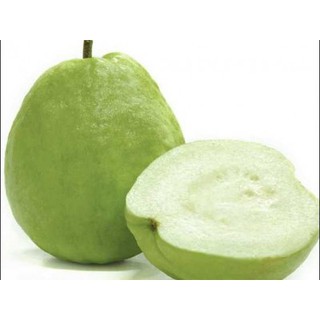 Hạt giống Ổi Tứ Quý F1 k hạt - Ổi Gavrish