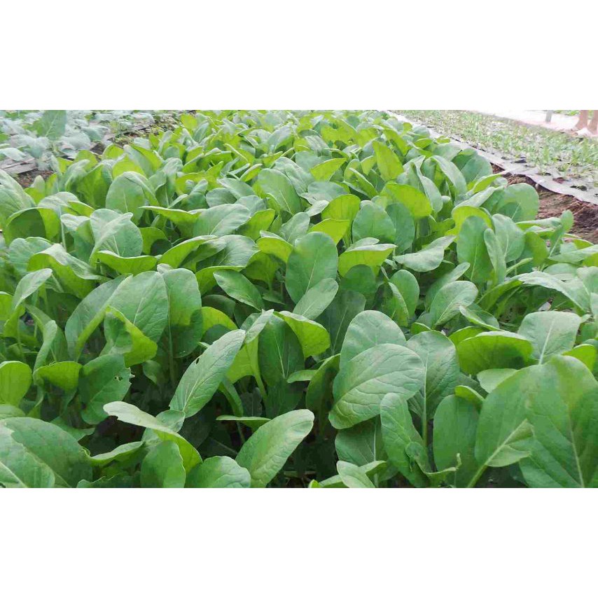Hạt Giống Rau Cải Ngọt F1 Loại năng xuất cao, dễ trồng, kháng sâu bệnh [ Gói 200 gram, 500gram, 1kg]