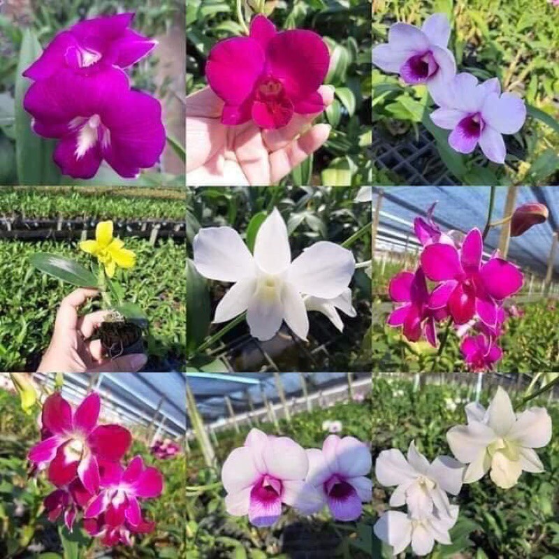 Cây giống dendro màu mix màu