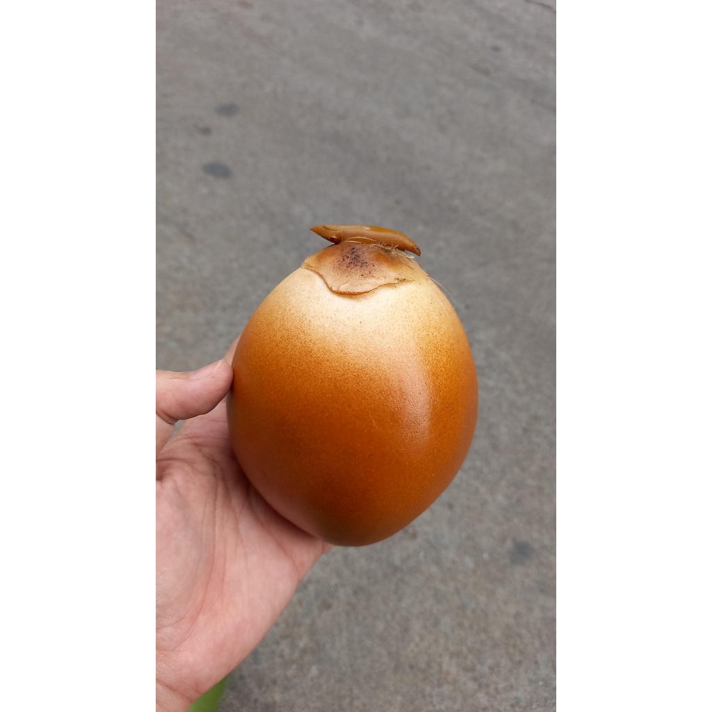 1 Trái dừa non giả - trái cây giả - Hương Flower