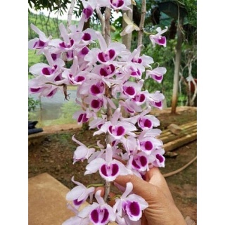 hoa lan phi điệp mix màu