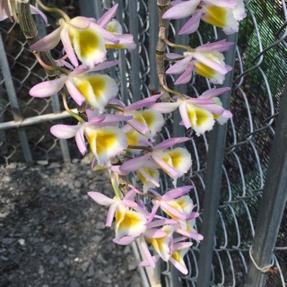 Bảng 3 thân u lồi và 7 thân long tu xuân mặt hoa đẹp