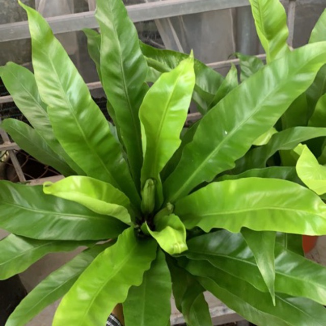 Tổ quạ(tổ yến)