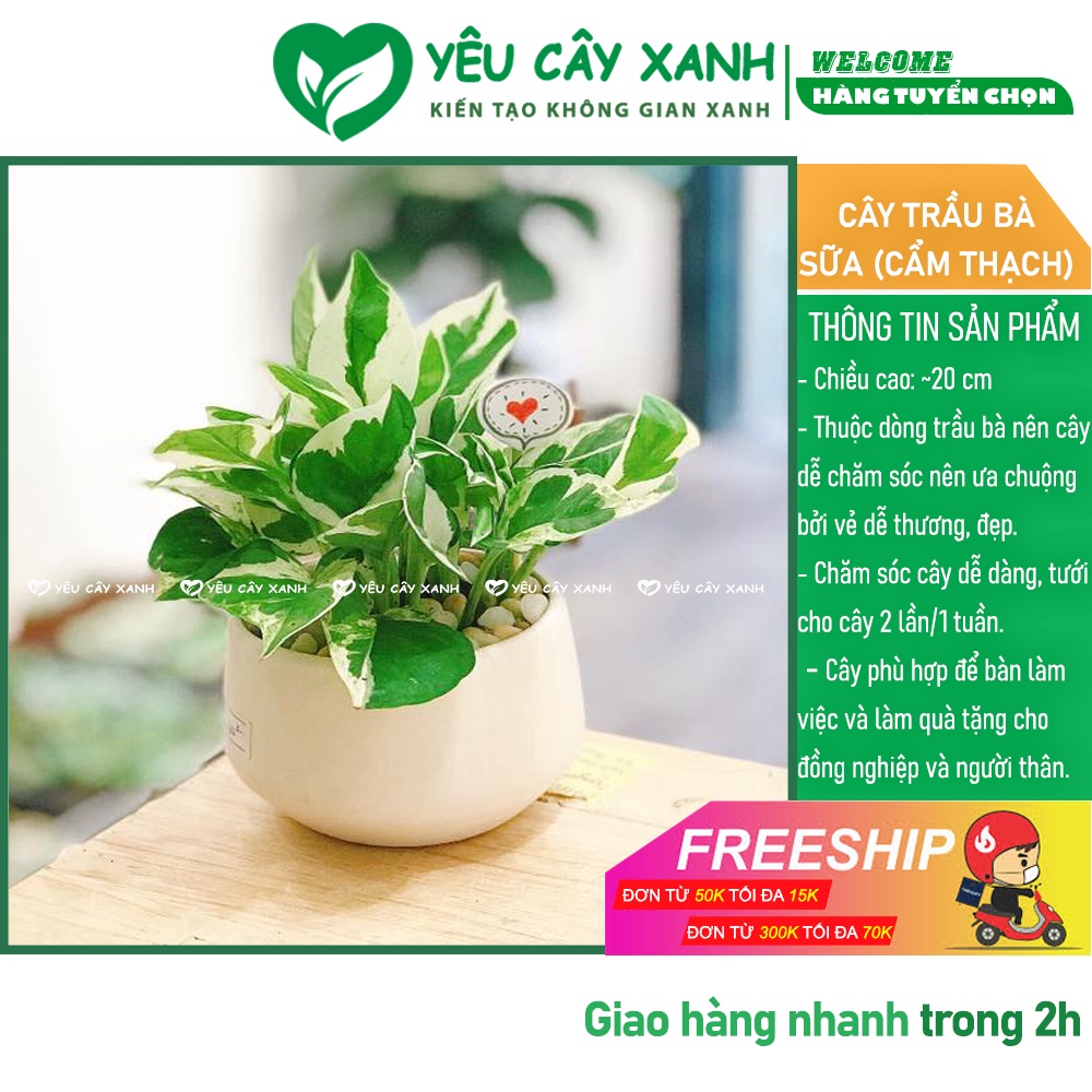 Cây Trầu Bà Cẩm Thạch để bàn - Cây Trầu Bà Sữa dễ chăm sóc