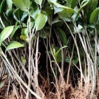 Cây giống Trà Mi (hoa trà)