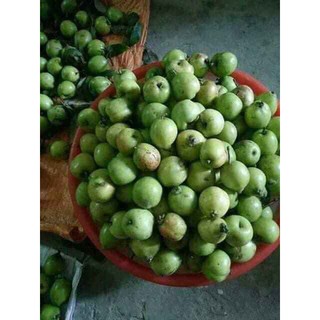 [Xả - Cắt Lỗ ] Cây giống Táo Mèo