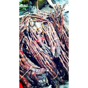 Nấm Linh Chi Sừng Hươu