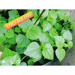 Đất trồng cây