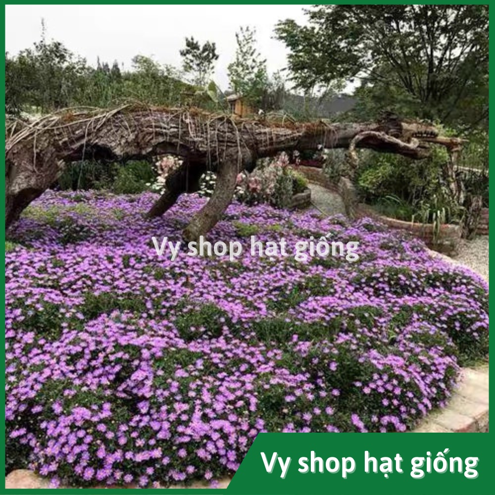 Hạt giống hoa thạch thảo bụi lùn gói 200 hạt mix màu