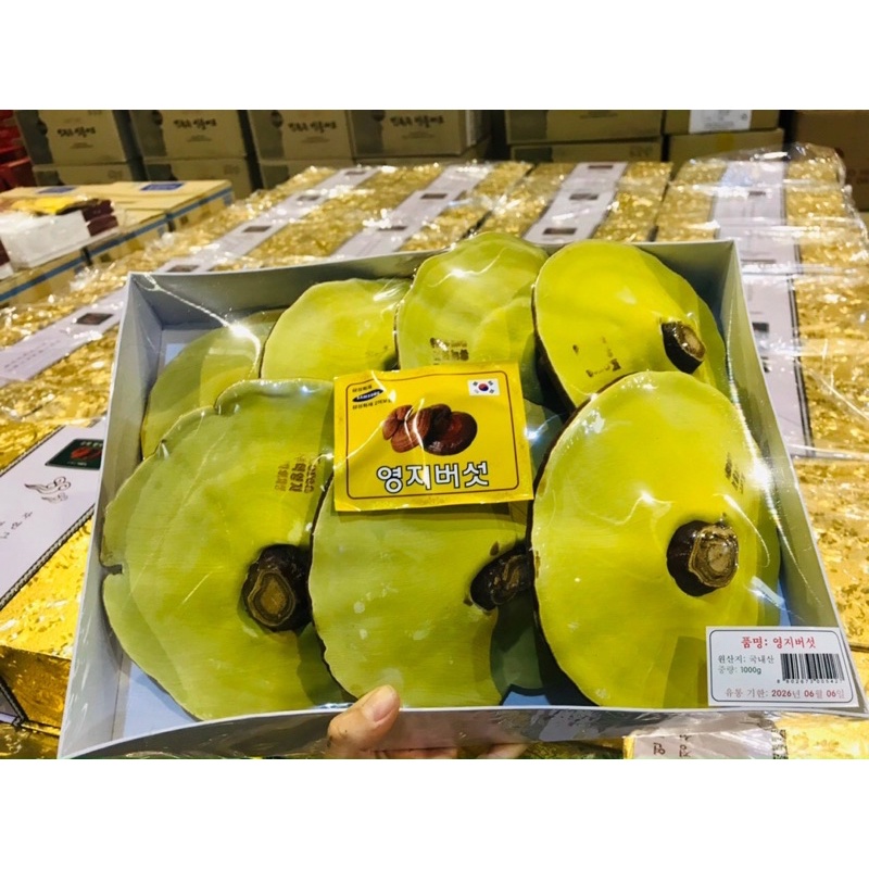 [HÀNG MỚI] Nấm Linh Chi Vàng Chanh Uhak Hộp Quà Kim Tuyến CAO CẤP Hàn Quốc