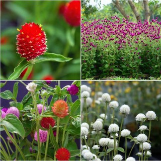 100 Hạt Giống Hoa Cúc Bách Nhật Mix Màu