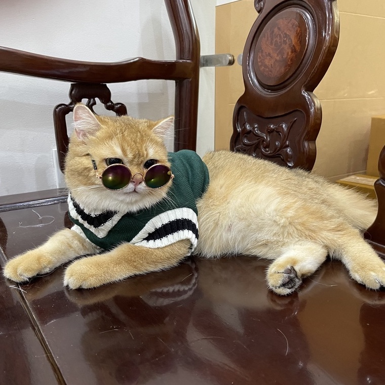 Quần áo chó mèo Áo học sinh cho chó mèo trong phòng lạnh dễ thương nhiều size áo cho chó mèo hình thật