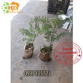 combo 5 cây phượng tím cây giống