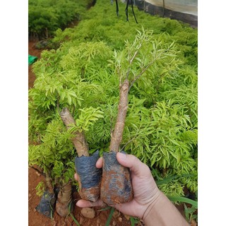 Combo 5 Cây Đinh lăng giống
