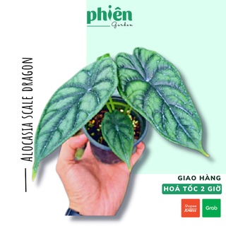 Cây môn vảy rồng, cây môn rồng xanh, Alocasia Scale Dragon