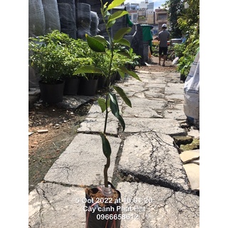 Cây giống quýt đường