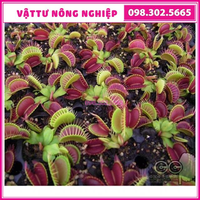 Hạt giống cây bẫy kẹp, cây bắt mồi
