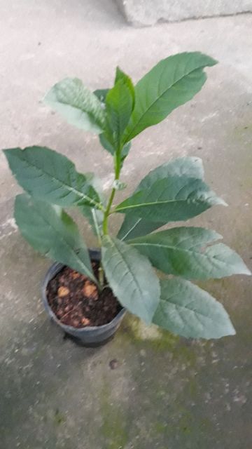 Cây giống hoa cánh tiên - thanh điệp