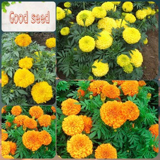 [TẶNG HƯỚNG DƯƠNG]🍀HẠT GIỐNG HOA VẠN THỌ MỸ F1🍀 NHIỀU MÀU GÓI 50 HẠT