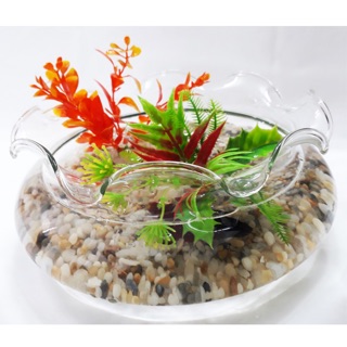 Hồ Cá, Chậu Cây Bèo Lùn Thuỷ Tinh