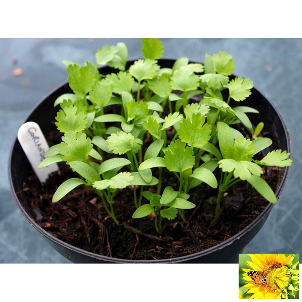 Hạt giống ngò rí  20g