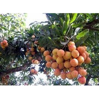 Cây Giống vải thiều Thanh Hà