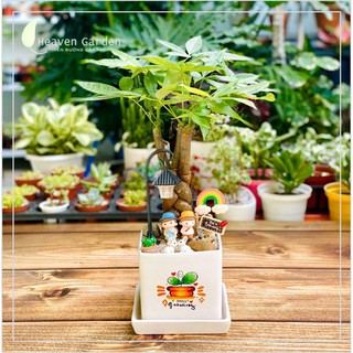 CÂY KIM NGÂN BÍNH KÈM CHẬU VẼ TIỂU CẢNH (CHẬU ĐỂ BÀN)