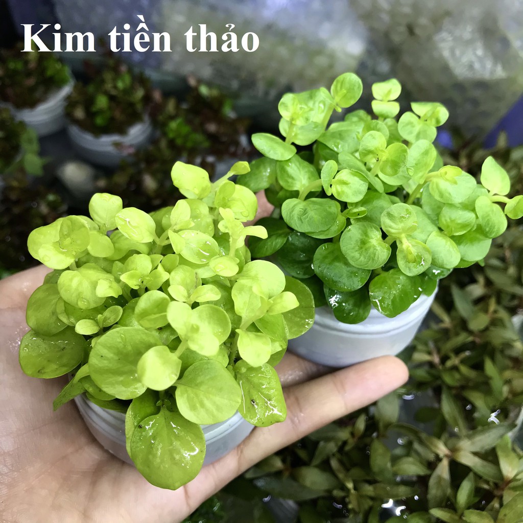 Cây Cắt Cắm Kim Tiền Thảo - CÂY THỦY SINH LÁ CẠN