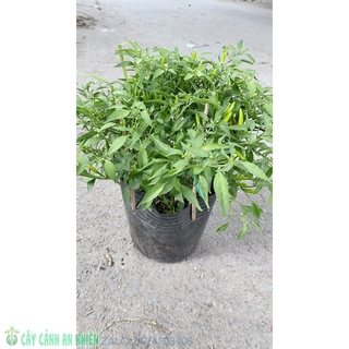 Bụi ớt hiểm
