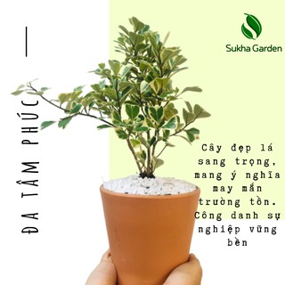 Cây Đa Tâm Phúc để bàn kèm chậu đất nung may mắn