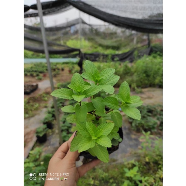 Chậu Bạc hà nhật - japanmint