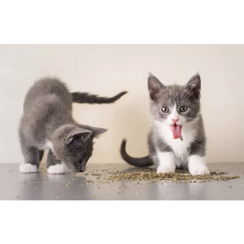 Cỏ bạc hà cho mèo Catnip tuýp 50ml tăng cường chất xơ ,vitamin tiêu hóa lông mèo