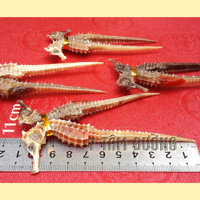 Cá ngựa khô 1cặp dài 11cm