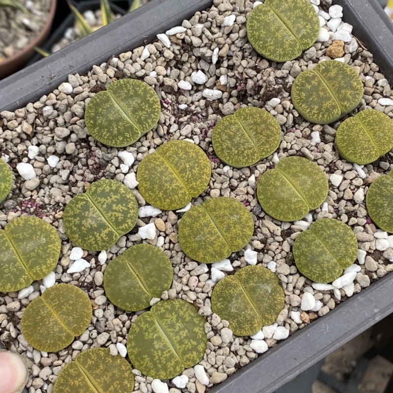 Thạch lan/ lithop/ sen mông c36a - đầu đơn và đầu đôi