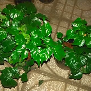 [Bonsai] Cây hạnh phúc