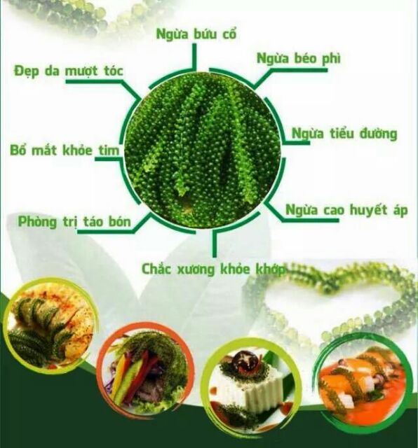 [ 100gr ] Rong nho tách nước nở ra 300g rong tươi | BigBuy360 - bigbuy360.vn