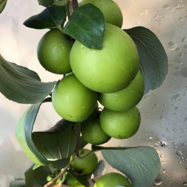 Cây Giống Táo Thái Siêu Trái, Quả To, Giòn và Ngọt