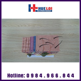Mô hình giải phẫu da người