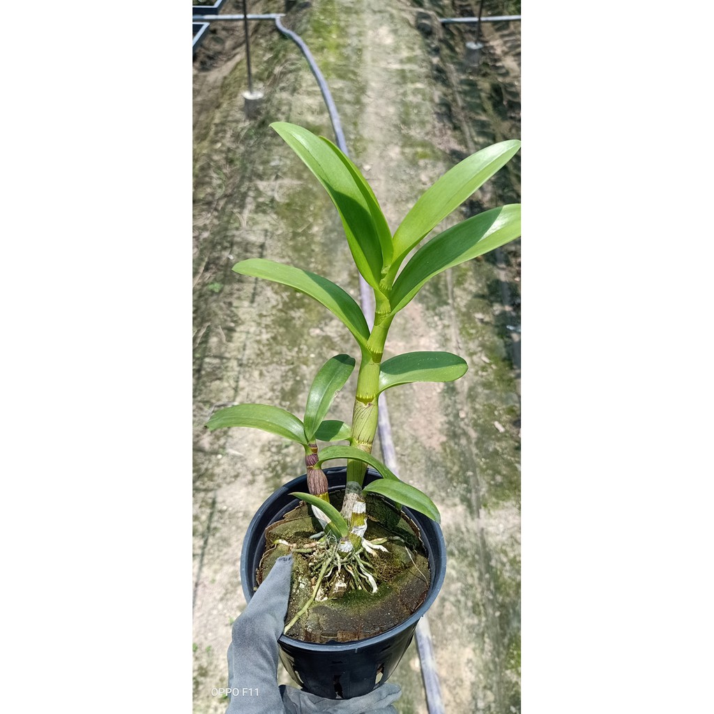 Chậu cây lan Dendro Quán Long - Trang Orchids
