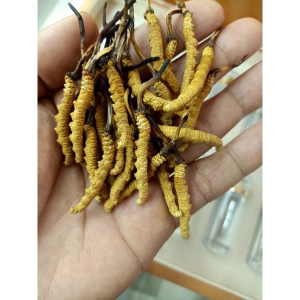 Đông trùng hạ thảo nguyên con Tây Tạng 3 con 1 gam