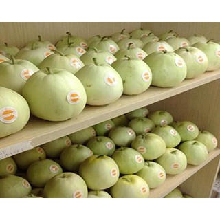 Hạt giống Dưa lê siêu ngọt - Rau củ quả trồng tại vườn, sân thượng, nông trang, ban công